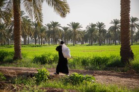 برداشت خیار چنبر از مزارع شهرستان کارون