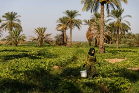 برداشت خیار چنبر از مزارع شهرستان کارون