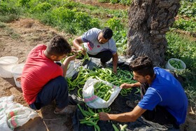 برداشت خیار چنبر از مزارع شهرستان کارون