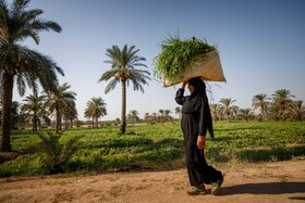 برداشت خیار چنبر از مزارع شهرستان کارون