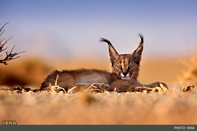 عکس تزئینی ست مشاهده دو قلاده کاراکال در پارک ملی توران + فیلم