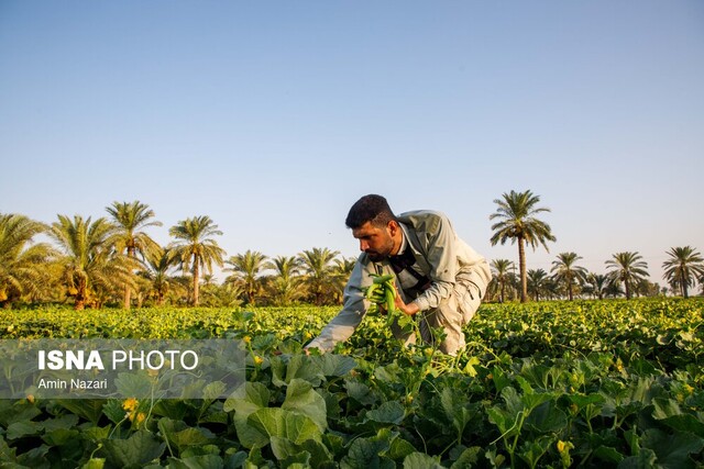 عکس تزئینی است. ممنوعیت هرگونه بهرهبرداری و برداشت از محصولات مرتعی و جنگلی استان تهران