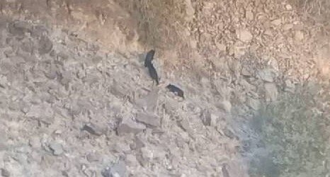 مشاهده ۴ قلاده خرس سیاه آسیایی در ارتفاعات کوه سرخ کهنوج مشاهده ۴ قلاده خرس سیاه آسیایی در ارتفاعات کوه سرخ کهنوج