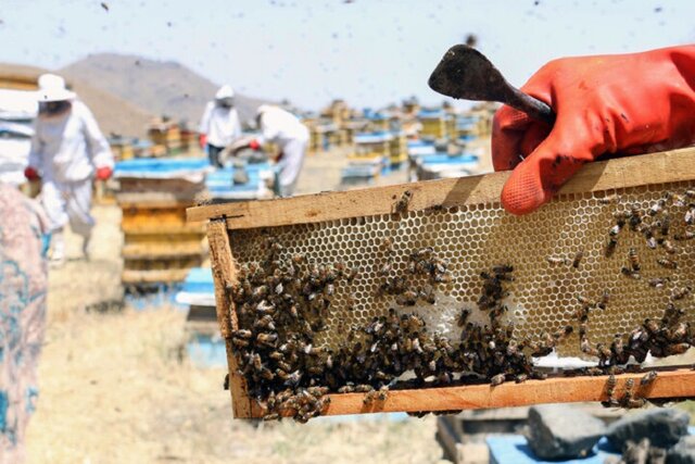 اجرای سرشماری سراسری زنبورستانهای خراسان شمالی اجرای سرشماری سراسری زنبورستانهای خراسان شمالی