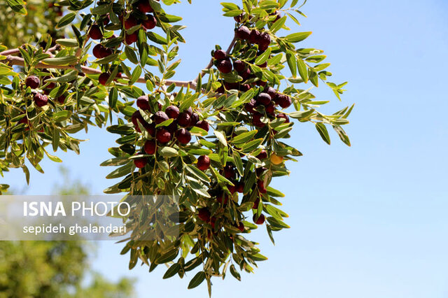 عناب، میوه منحصر به فرد خراسانجنوبی