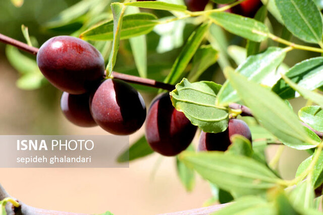 پیش بینی برداشت ۹ هزار تن محصول خشک در خراسان جنوبی