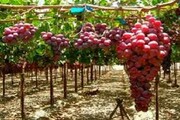 ۲۵ درصد از تاکستان‌های خراسان شمالی تجاری شده اند