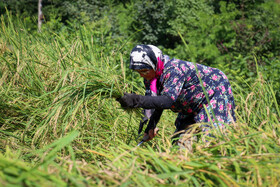 برداشت برنج به صورت سنتی و دستی در گیلان