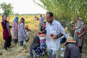 کشاورزان هنگام استراحت در زمان برداشت برنج - گیلان