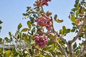 کاهش ۱۰ درصدی تولید پسته نسبت به سال گذشته