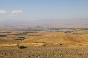 برداشت مرغوب ترین گندم دیم در اراضی حاصلخیز شهرستان اهر