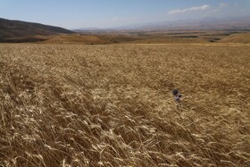 برداشت مرغوب ترین گندم دیم در اراضی حاصلخیز شهرستان اهر