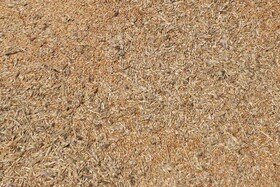 برداشت گندم دیم در اراضی حاصلخیز شهرستان اهر