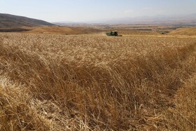 رتبه سوم گلستان در تولید گندم/ ۹۹ درصد مطالبات گندم گلستانی‌ها پرداخت شد