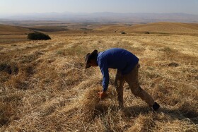 ارسال بیش از ۵۹۳ هزار تن گندم تولیدی خوزستان به استان‌های نیازمند