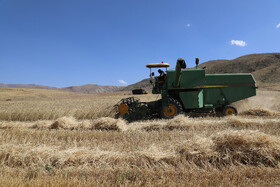 برداشت تمام مکانیکی گندم دیم برای کاهش هدر رفت محصول در اراضی حاصلخیز شهرستان اهر