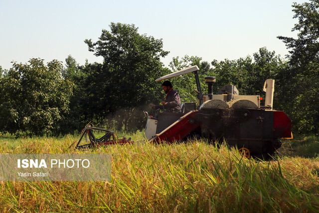 مه و خورشید و فلک به نفع برنج مازندران