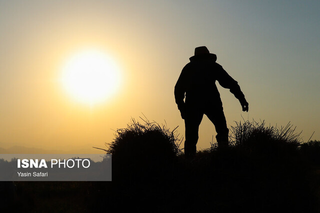 مه و خورشید و فلک به نفع برنج مازندران مه و خورشید و فلک به نفع برنج مازندران