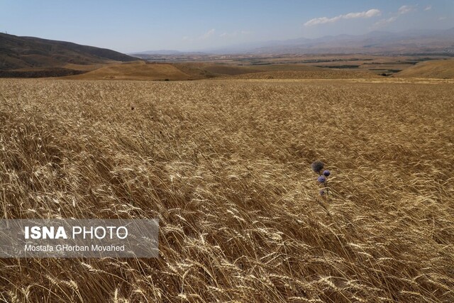 گندم، طلای زرد دشتهای استان زنجان