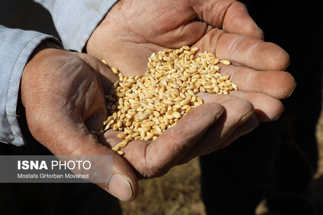 بیش از ۲۰۶ هزار تن گندم از کشاورزان خوزستانی خریداری شد بیش از ۲۰۶ هزار تن گندم از کشاورزان خوزستانی خریداری شد