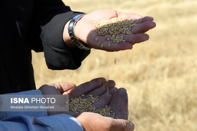 ۷۰۰ میلیارد تومان از مطالبات گندمکاران چهارمحال و بختیاری باقی مانده است