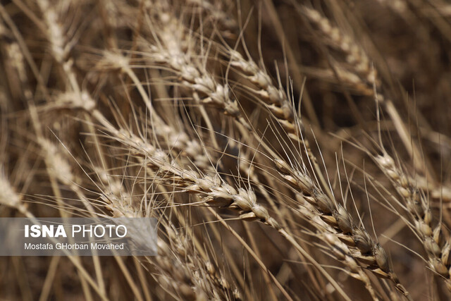 پیشبینی برداشت بیش از ۹۰ هزار تن گندم در حمیدیه پیشبینی برداشت بیش از ۹۰ هزار تن گندم در حمیدیه