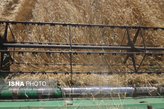 گندم، طلای زرد دشتهای استان زنجان