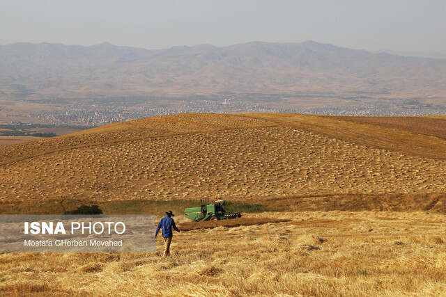 گندم، طلای زرد دشتهای استان زنجان