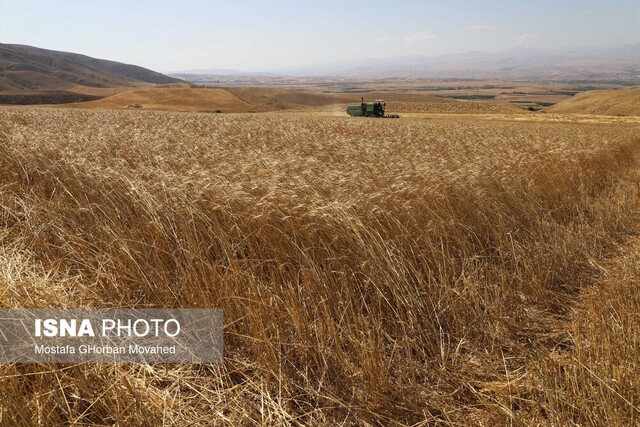 پرداخت بخش اعظمی از مطالبات گندم‌کاران زنجانی تا آخر شهریور