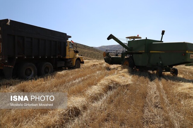 عکس تزئینی است آمادگی ۴۴ مرکز برای خرید تضمینی گندم استان زنجان در سال ۱۴۰۴