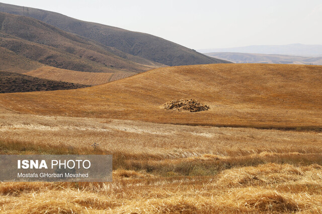 استفاده از بذرهای اصلاح شده گامی بلند در خودکفایی زنجان در تولید گندم