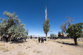 آیین نخل برداری روز شهادت امام رضا (ع) در روستای علی آباد شهرستان تفت _ استان یزد