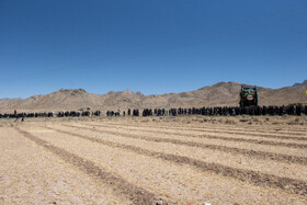 آیین نخل برداری روز شهادت امام رضا (ع) در روستای علی آباد شهرستان تفت _ استان یزد