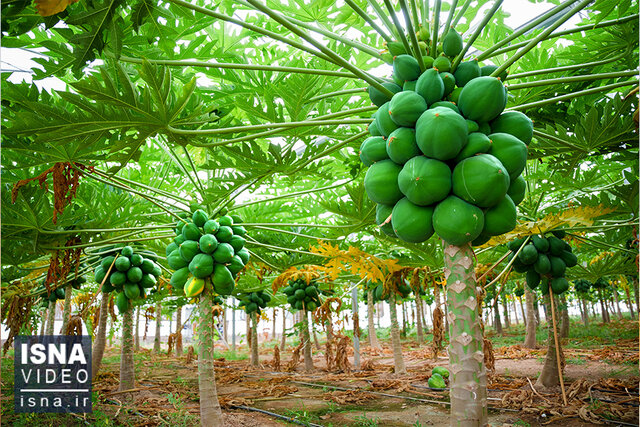 ویدئو/ پرورش میوه گرمسیری پاپایا برای اولین بار در دزفول ویدئو/ پرورش میوه گرمسیری پاپایا برای اولین بار در دزفول