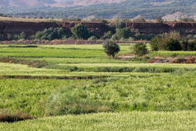 کشت برنج در شهرستان طارم