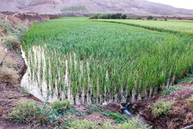 کشت برنج در شهرستان طارم