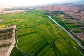 کشت برنج در شهرستان طارم