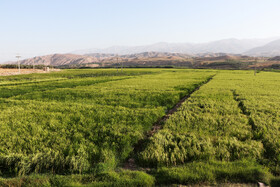 کشت برنج در شهرستان طارم