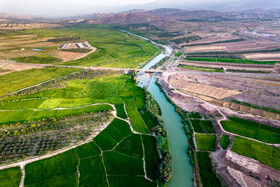 رونق کشت برنج در شهرستان طارم