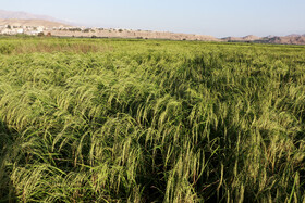 کشت برنج در شهرستان طارم