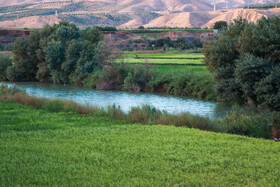 کشت برنج در شهرستان طارم