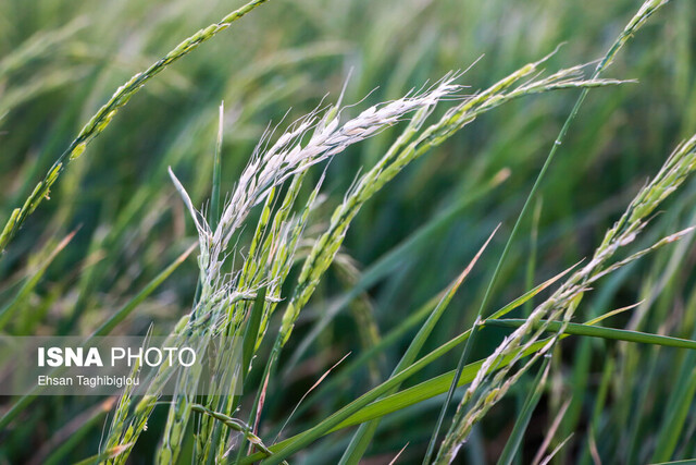 عکس تزئینی است در حال حاضر اصلا نیاز به واردات برنج نداریم