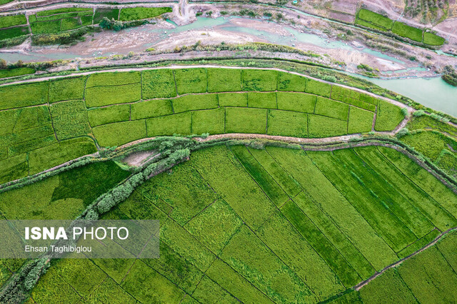 طارم میزبان میوههای بهشتی میشود طارم میزبان میوههای بهشتی میشود