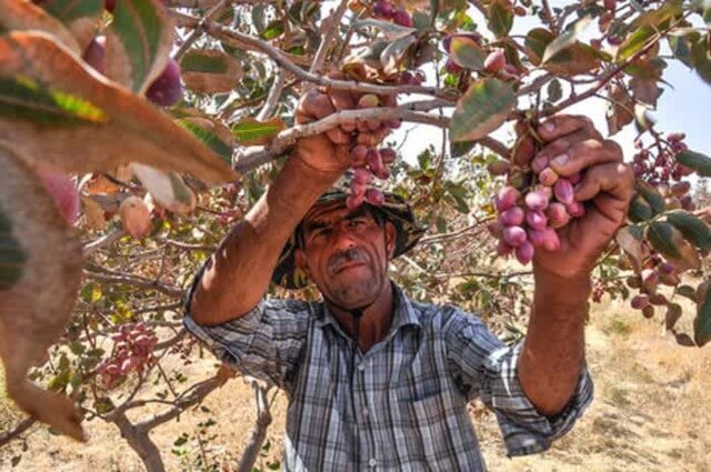 ‌تولید بیش از ۱۸ هزار تن پسته خشک در فارس