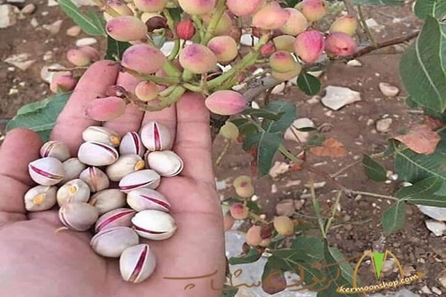 باز شدن جای پای پسته سیستانوبلوچستان در بازارهای جهانی