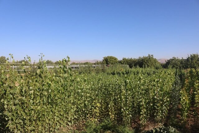 صنوبر و اکالیپتوس درآمدزایی بسیار بالایی برای تولیدکننده دارند صنوبر و اکالیپتوس درآمدزایی بسیار بالایی برای تولیدکننده دارند