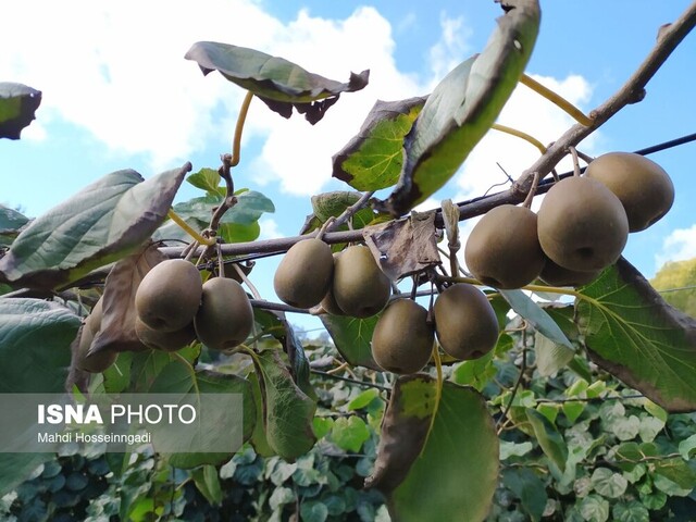 اول مهرماه آغاز صادرات محصول کیوی از گذرگاه های مرزی آستارا