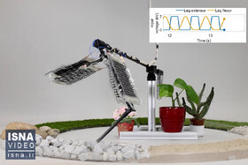 ویدیو/ ساخت نخستین پای رباتیک با «ماهیچه‌های مصنوعی»