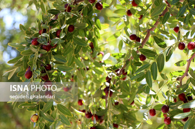 خراسان جنوبی نماینده عناب کشور در سطح جهان است خراسان جنوبی نماینده عناب کشور در سطح جهان است