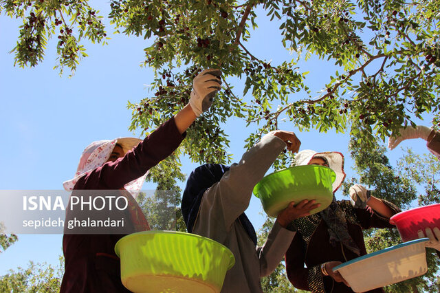 خراسان جنوبی نماینده عناب کشور در سطح جهان است